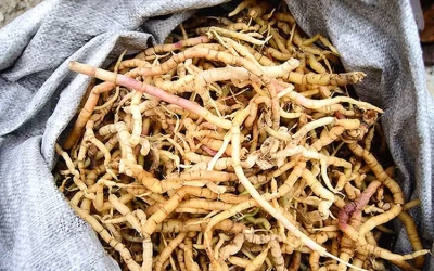 Ba kích rừng Quản Bạ - Đặc sản Hà Giang