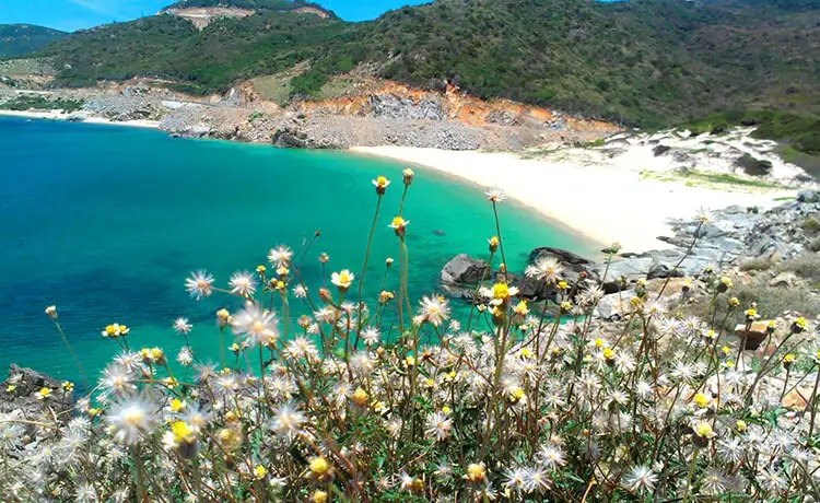 bãi chuối đảo bình hưng