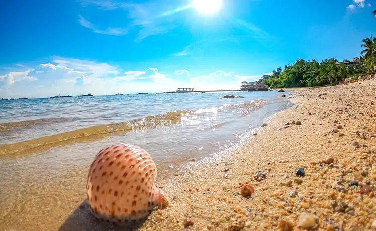 tour du lịch cù lao chàm 1 ngày câu cá lặng ngắm san hô