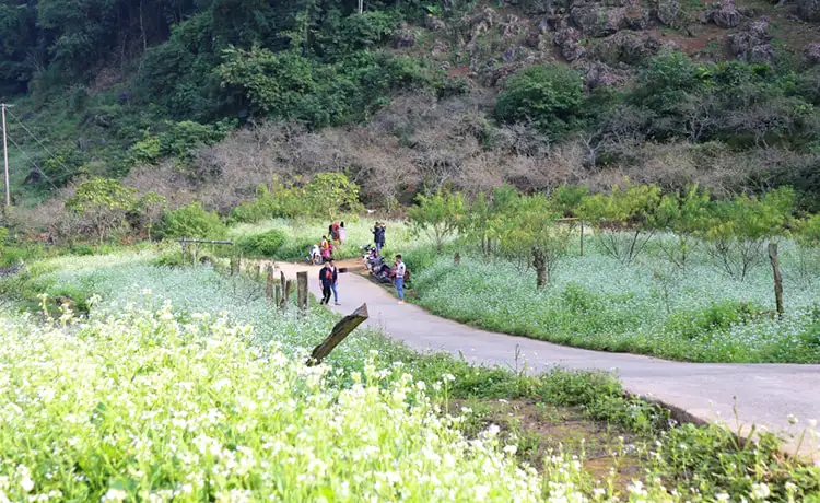 Bản Pa Phách Mộc Châu