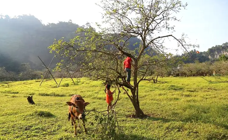 Bản Pa Phách Mộc Châu
