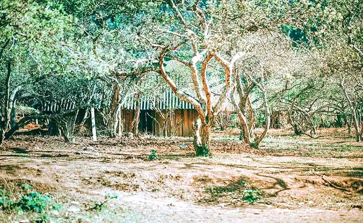 Bản Phiêng Cành Mộc Châu