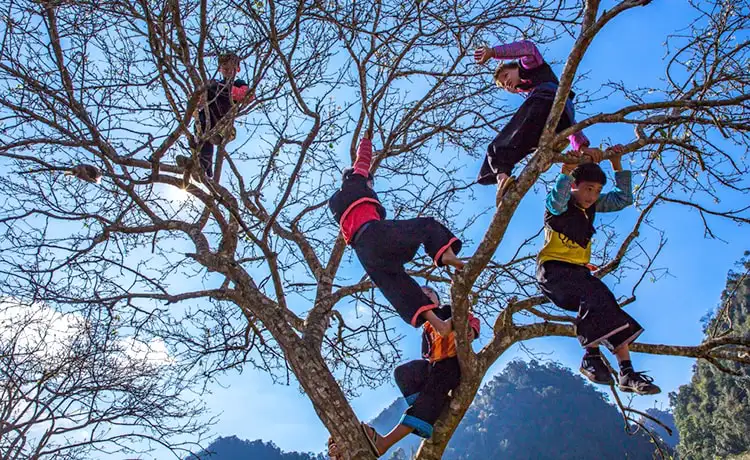 Bản Phiêng Cành Mộc Châu