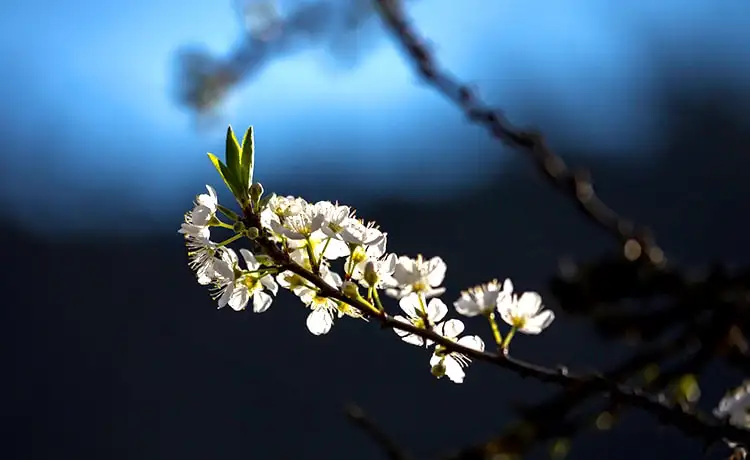 du lịch mộc châu