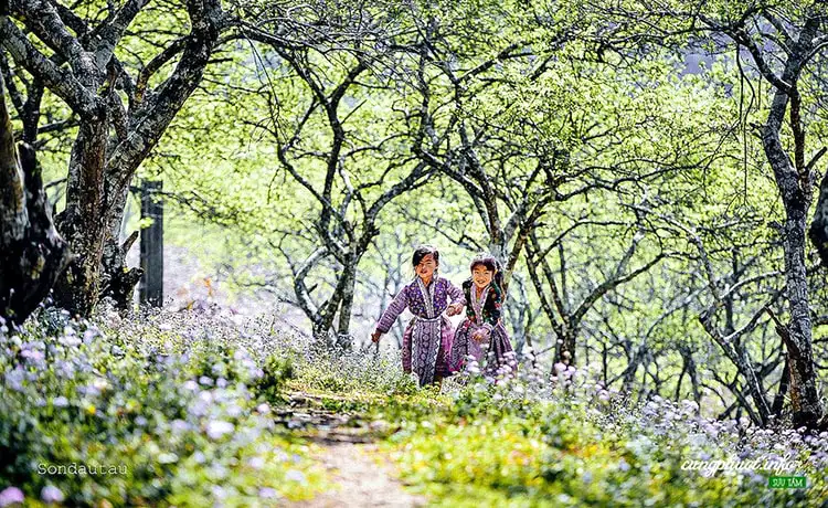 Bản Phiêng Cành Mộc Châu