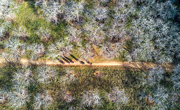 Bản Phiêng Cành Mộc Châu