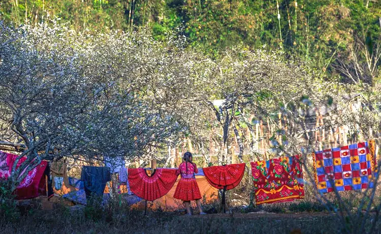 Bản Phiêng Cành Mộc Châu