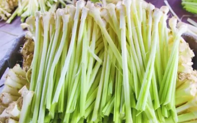 Bồn bồn - Đặc Sản Bạc Liêu