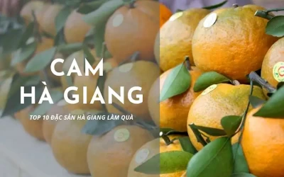 Cam Hà Giang - Đặc sản Hà Giang