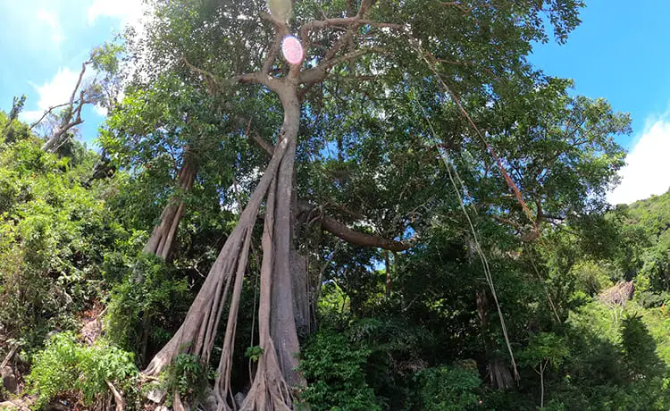 cây di sản cù lao chàm