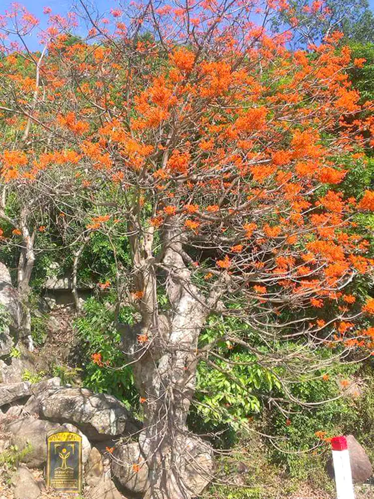 cây di sản cù lao chàm