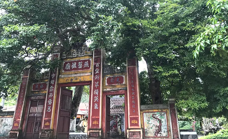 cây di sản cù lao chàm