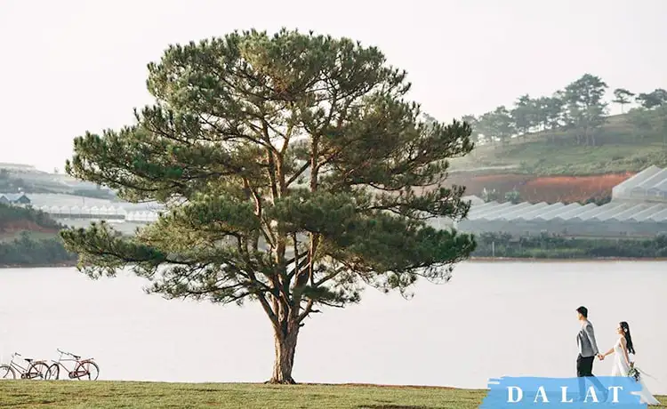 cây thông cô đơn đà lạt