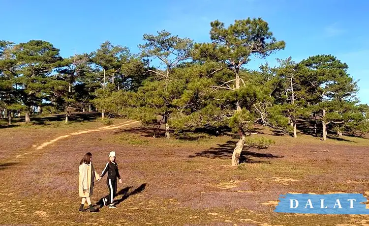 cây thông cô đơn đà lạt