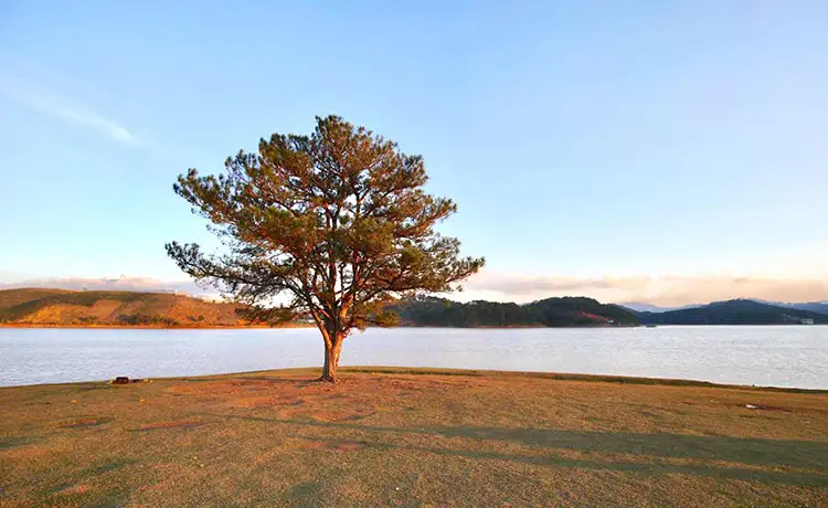 cây thông cô đơn đà lạt