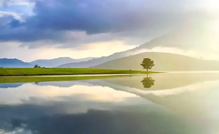 cây thông cô đơn đà lạt