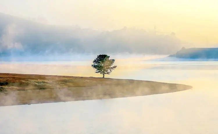 cây thông cô đơn đà lạt