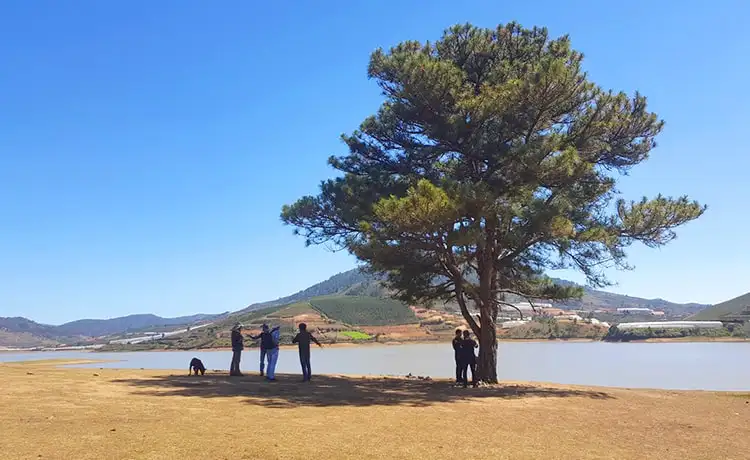 cây thông cô đơn đà lạt