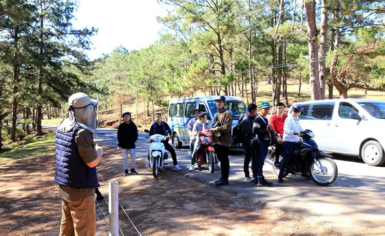 cây thông cô đơn đà lạt