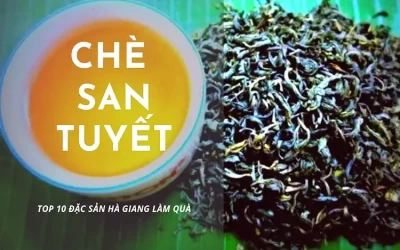 Chè Shan Tuyết - Đặc sản Hà Giang