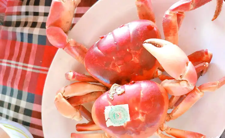 Tour du lịch Cù Lao Chàm