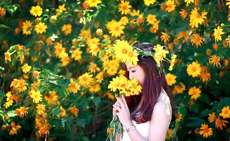 cung đường ngắm hoa dã quỳ đà lạt