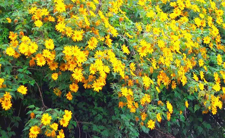 cung đường hoa dã quỳ đà lạt