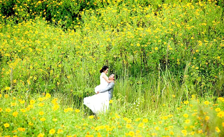 mùa hoa dã quỳ đà lạt