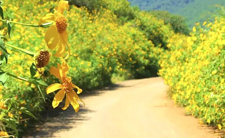 cung đường ngắm hoa dã quỳ đà lạt