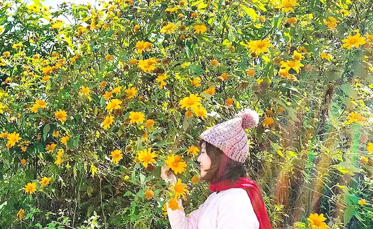 cung đường hoa dã quỳ đà lạt