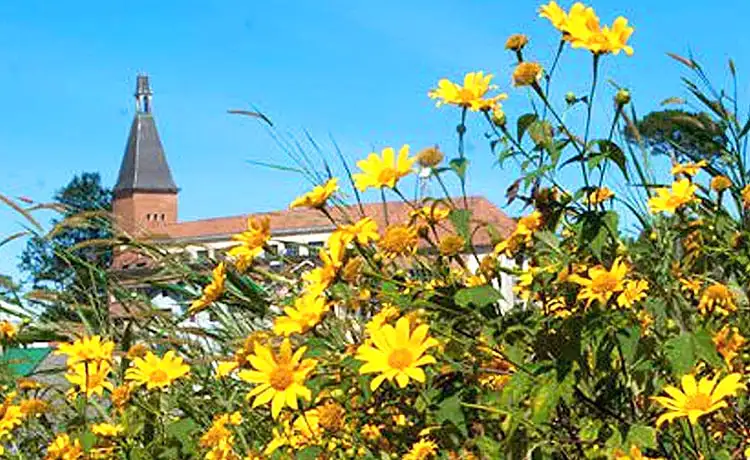 cung đường ngắm hoa dã quỳ đà lạt