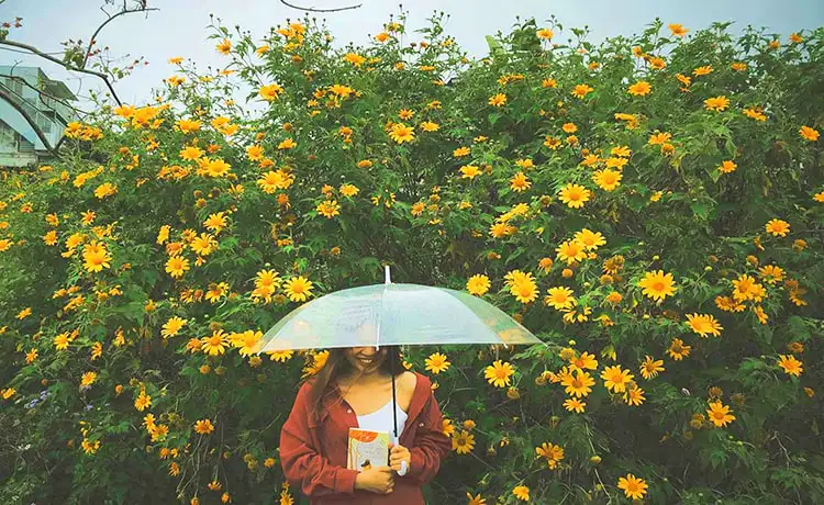 cung đường ngắm hoa dã quỳ đà lạt