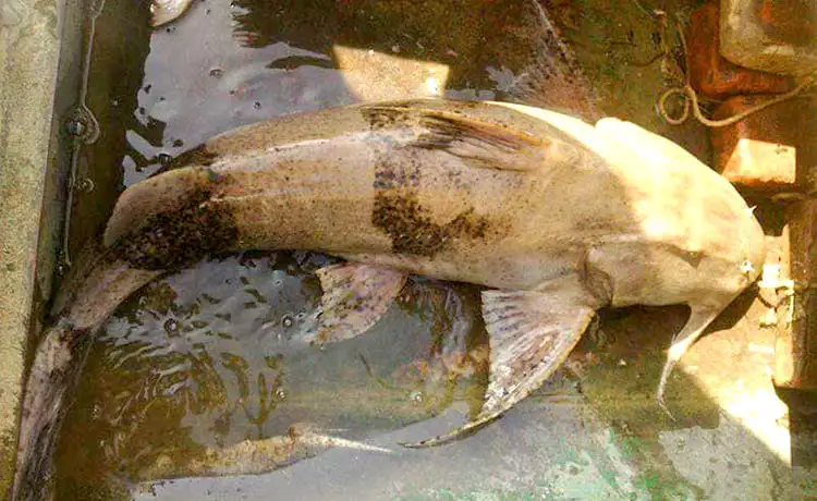 đặc sản cá chiên sông gâm cao bằng