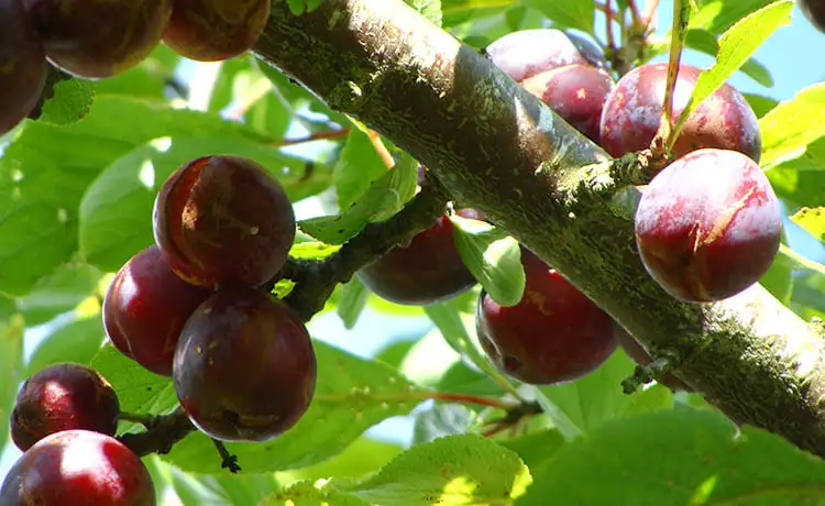 đặc sản cao bằng mận bảo lạc đặc sản cao bằng mận bảo lạc