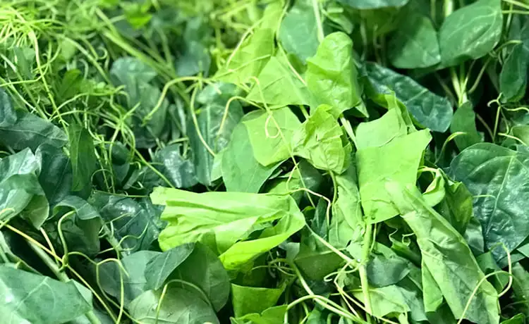 rau dạ hiến cao bằng