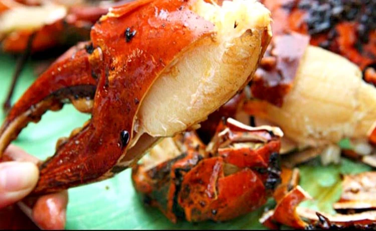 tour du lịch cù lao chàm 1 ngày câu cá lặng ngắm san hô