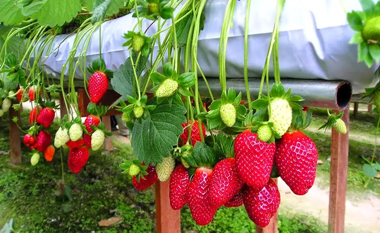 dâu tây đà lạt