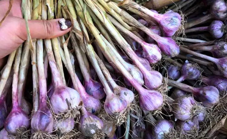 đặc sản tỏi tía loóng luông mai châu