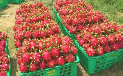 Đặc sản Phan Thiết mang về