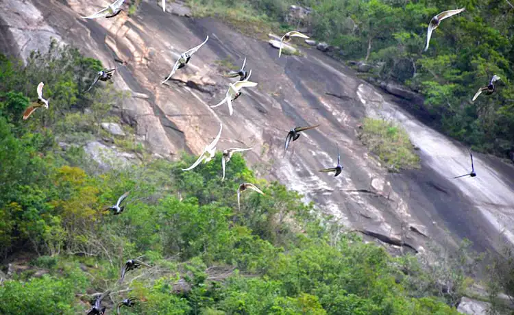 du lịch đảo hoa lan nha trang