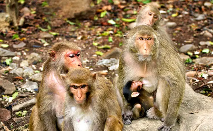 du lịch đảo khỉ nha trang