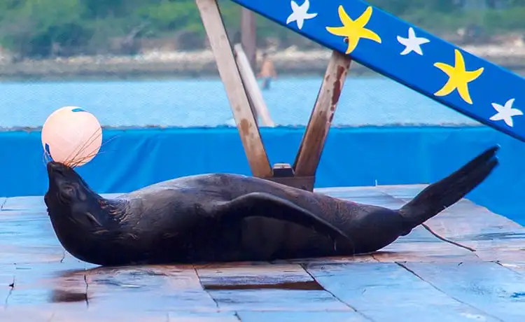 du lịch đảo khỉ nha trang