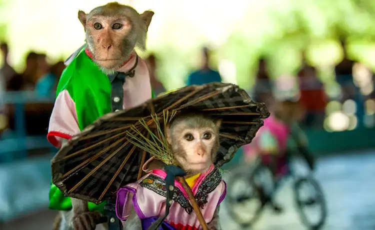 du lịch đảo khỉ nha trang