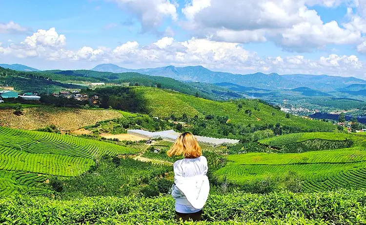 tour đồi chè cầu đất farm đà lạt 1 ngày tour đồi chè cầu đất farm đà lạt 1 ngày