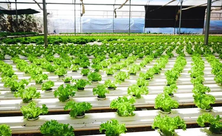 vườn rau sạch  đồi chè cầu đất farm đà lạt