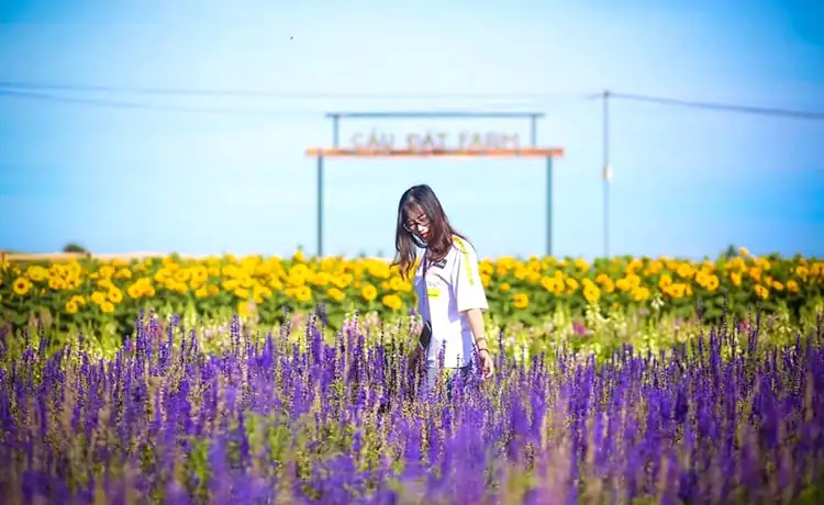 đồi chè cầu đất farm đà lạt