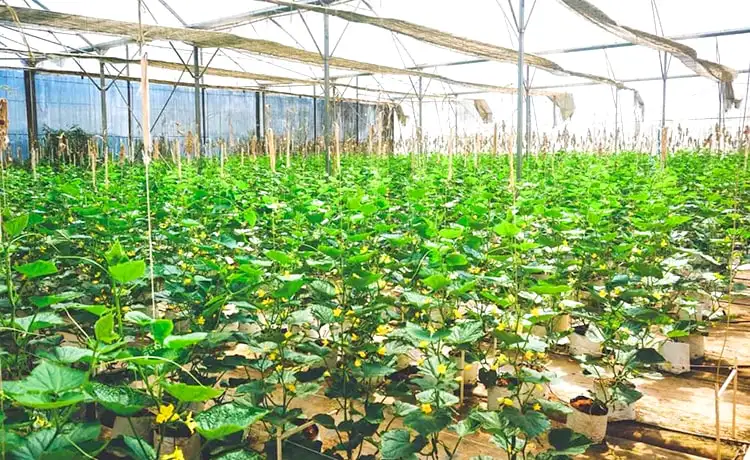 vườn rau sạch  đồi chè cầu đất farm đà lạt