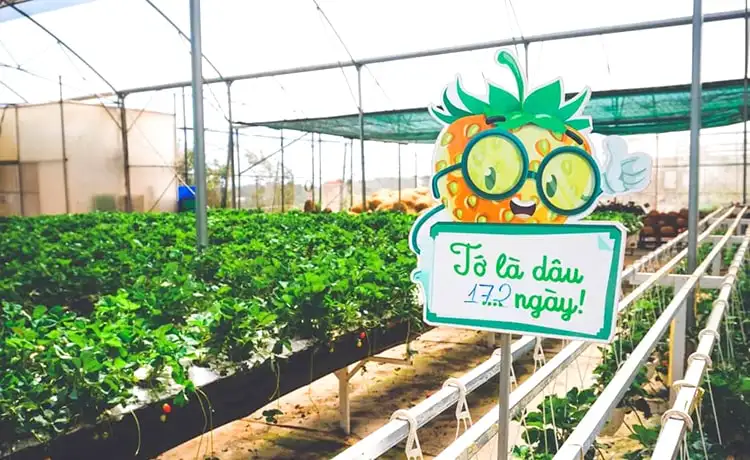 vườn dâu tây đồi chè cầu đất farm đà lạt