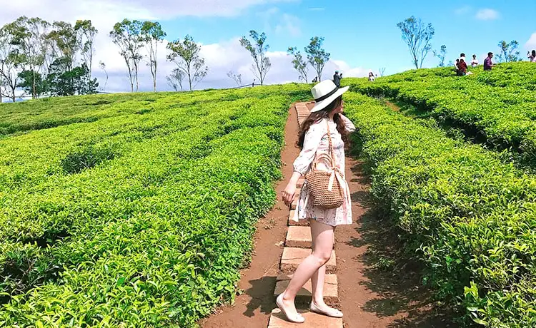 đồi chè cầu đất farm đà lạt