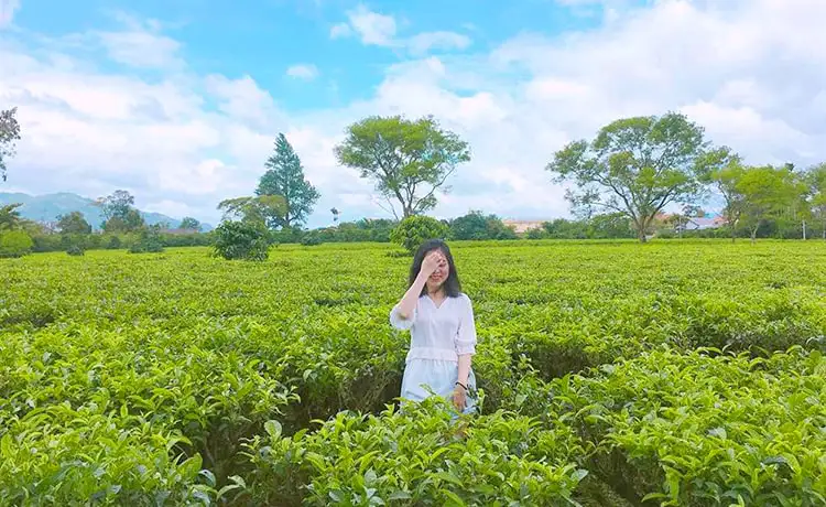 đồi chè cầu đất farm đà lạt